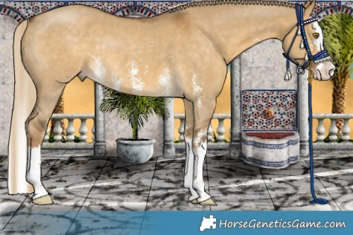Horse Color:Chocolate Palomino Dun Sabino Splash 