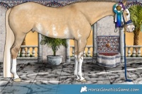 Horse Color:Chocolate Palomino Dun Sabino Splash 