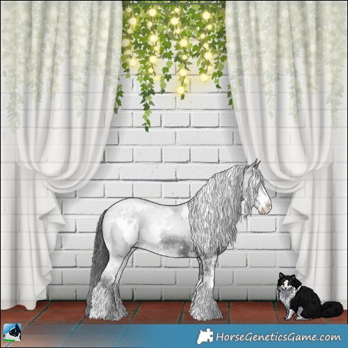 Horse Color:White Spotted Black Sabino Rabicano 