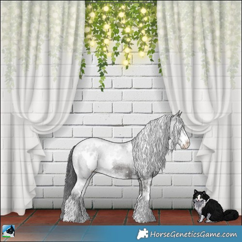 Horse Color:White Spotted Black Sabino Rabicano 