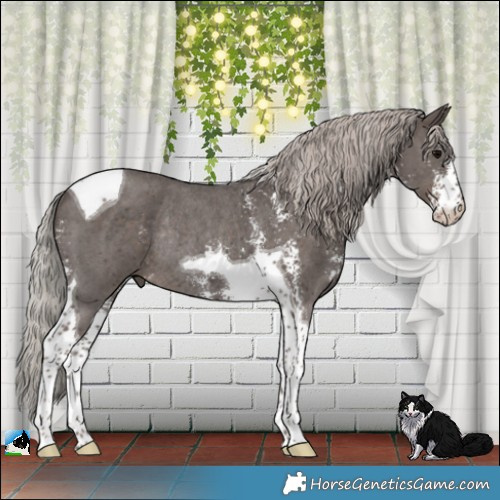Horse Color:Silver Black Sabino Tobiano Rabicano 