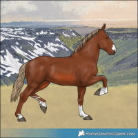 Horse Color:Chestnut 