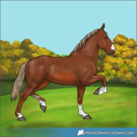 Horse Color:Chestnut 