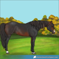 Horse Color:Brown Rabicano 