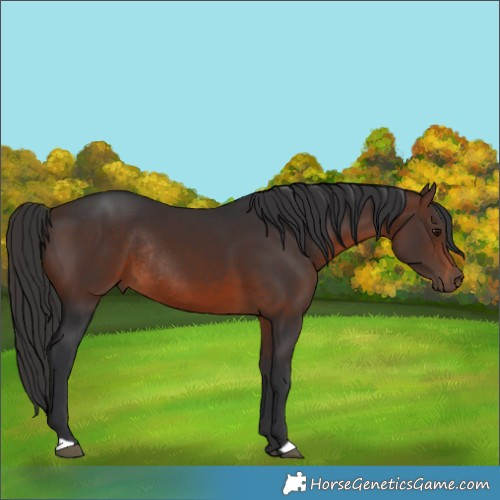 Horse Color:Brown Rabicano 