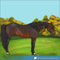 Horse Color:Brown Rabicano 