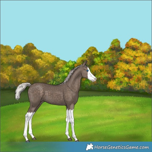Horse Color:Silver Black Splash