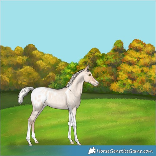 Horse Color:Silver Amber Champagne Roan Dun Splash Tobiano Frame Appaloosa Rabicano 
