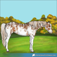 Horse Color:Chocolate Palomino Sabino 