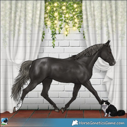 Horse Color:Liver Chestnut Mushroom Sabino Rabicano 