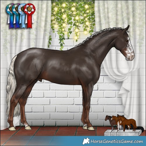 Horse Color:Liver Chestnut Mushroom Sabino 