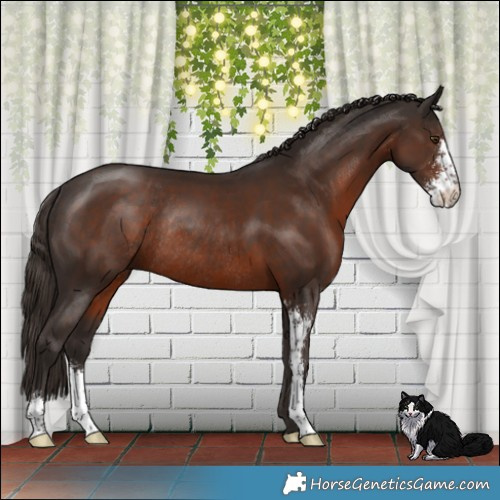 Horse Color:Liver Chestnut Sabino Rabicano 