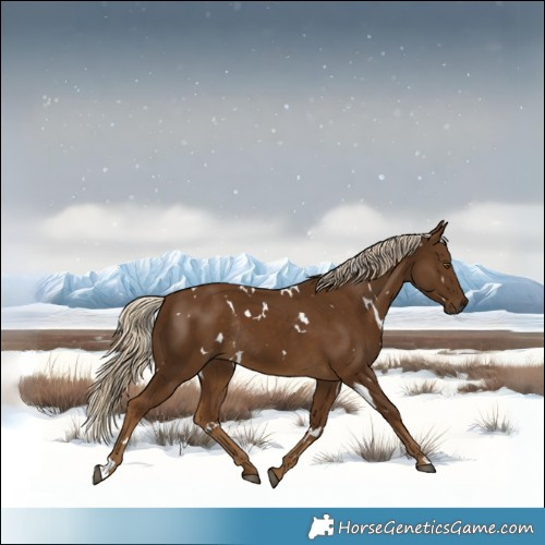 Horse Color:White Spotted Chocolate Palomino Rabicano