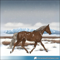 Horse Color:White Spotted Chocolate Palomino Rabicano