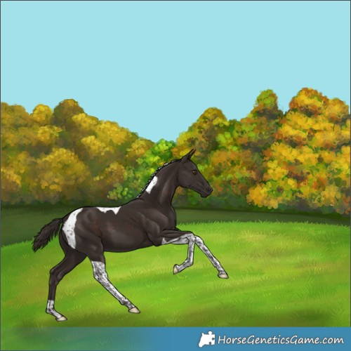 Horse Color:Liver Chestnut Tobiano 