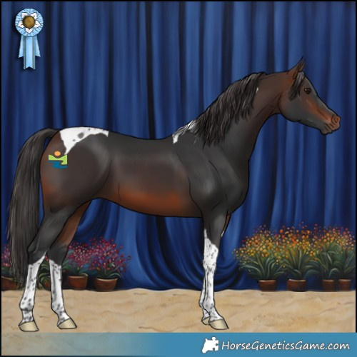 Horse Color:Brown Tobiano 