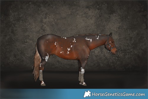 Horse Color:White Spotted Liver Chestnut Tobiano 
