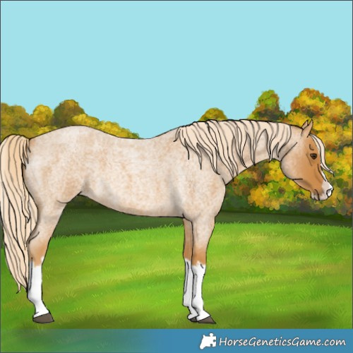 Horse Color:Palomino Roan Splash 