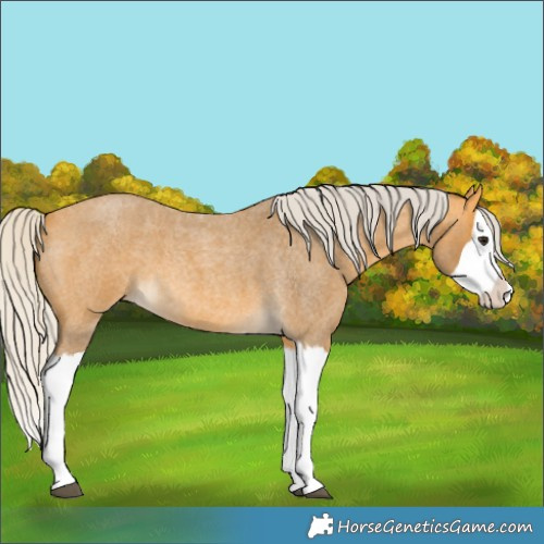 Horse Color:Silver Buckskin Roan Splash