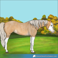 Horse Color:Silver Buckskin Roan Splash 