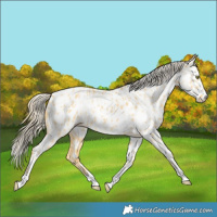 Horse Color:Palomino Dun Appaloosa  and Palomino Dun Appaloosa 