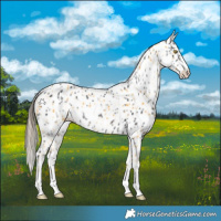 Horse Color:Palomino Appaloosa Rabicano  and Smoky Black Appaloosa Rabicano 