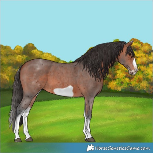Horse Color:White Spotted Bay Sabino Frame 