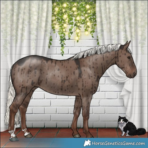 Horse Color:Liver Red Dun Mushroom Rabicano Brindle