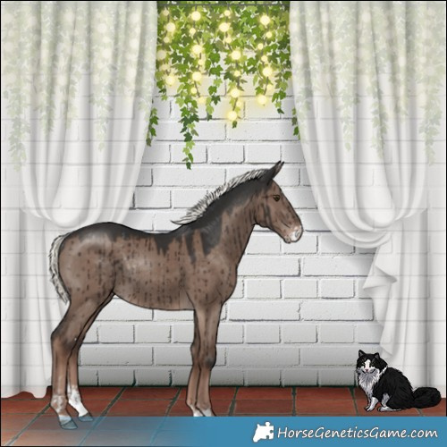 Horse Color:Liver Red Dun Mushroom Sabino Rabicano Brindle 