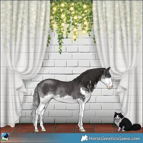 Horse Color:Smoky Black Splash Rabicano