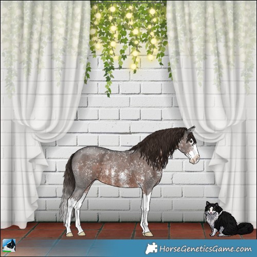 Horse Color:Liver Chestnut Sabino Splash 