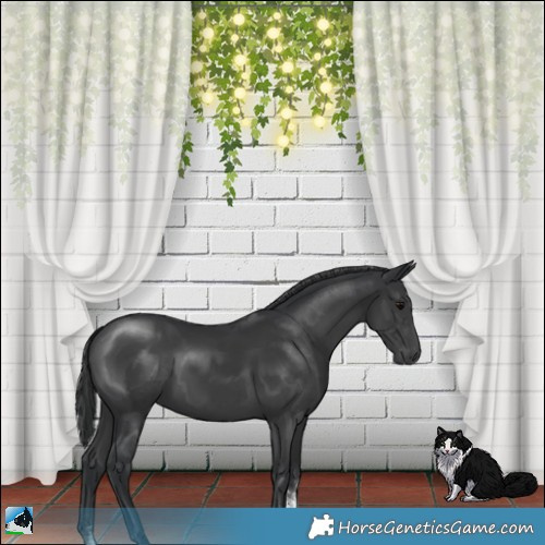 Horse Color:Black Mushroom Sabino Rabicano 