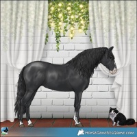Horse Color:Black Mushroom Sabino 