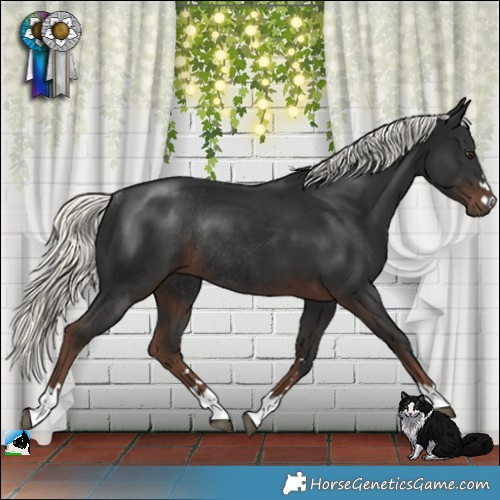 Horse Color:Liver Chestnut Mushroom Rabicano 