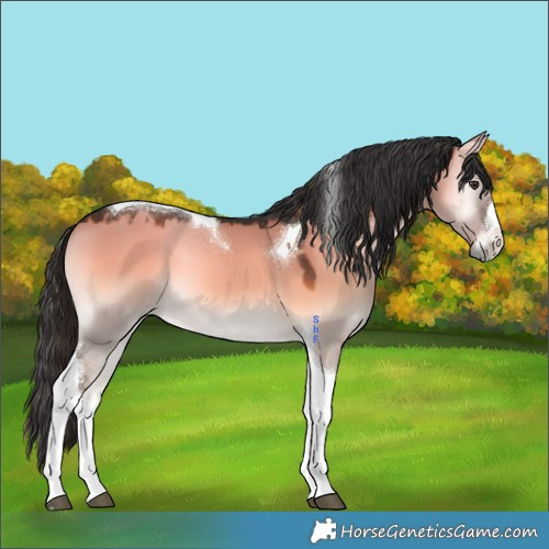 Horse Color:White Spotted Liver Red Dun Onyx Tobiano 