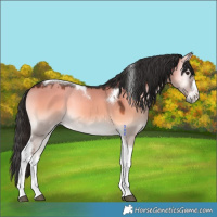 Horse Color:White Spotted Liver Red Dun Onyx Tobiano 
