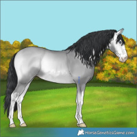 Horse Color:White Spotted Amber Champagne Chinchilla Onyx 