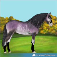 Horse Color:Blue Onyx Rabicano 