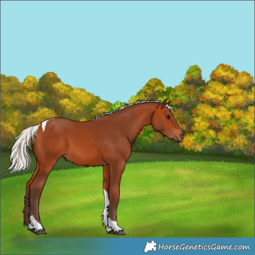 Horse Color:Silver Bay Tobiano 