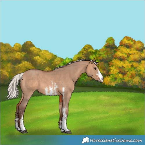Horse Color:Silver Brown Dun Sabino 