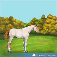 Horse Color:Red Dun Roan Tobiano 