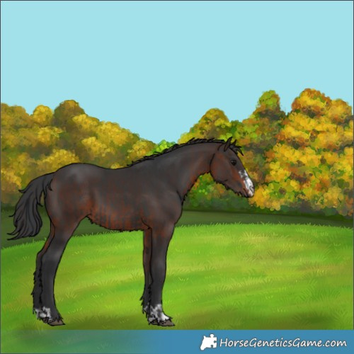 Horse Color:Black Rabicano  and Brown 