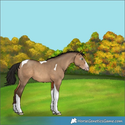 Horse Color:Gray Amber Champagne Dun Tobiano 