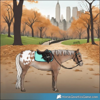 Horse Color:Silver Black Appaloosa Rabicano 