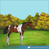 Horse Color:Gray Bay Tobiano 