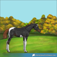 Horse Color:Gray Liver Chestnut Tobiano 