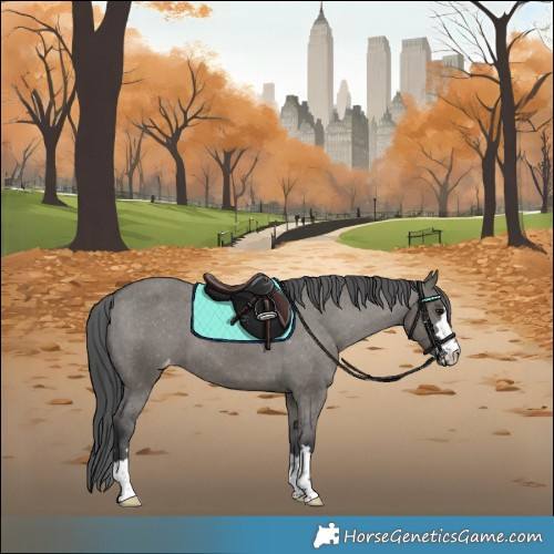 Horse Color:Grullo Appaloosa 