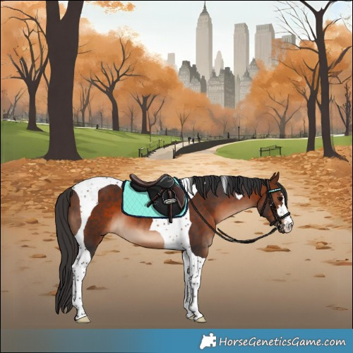 Horse Color:Bay Tobiano 