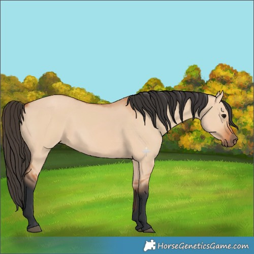Horse Color:Bay Dun 