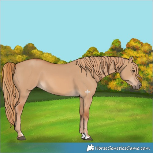 Horse Color:Red Dun 